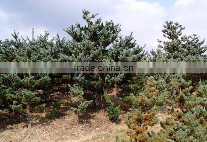 The decoration plant Pinus parviflora seedling