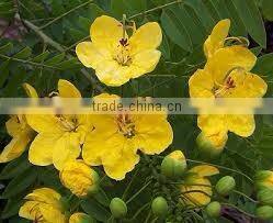 CASSIA OIL