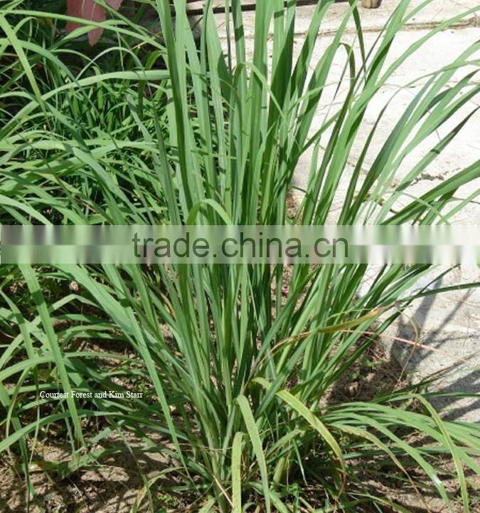 100% Pure & Natural Lemongrass Oil