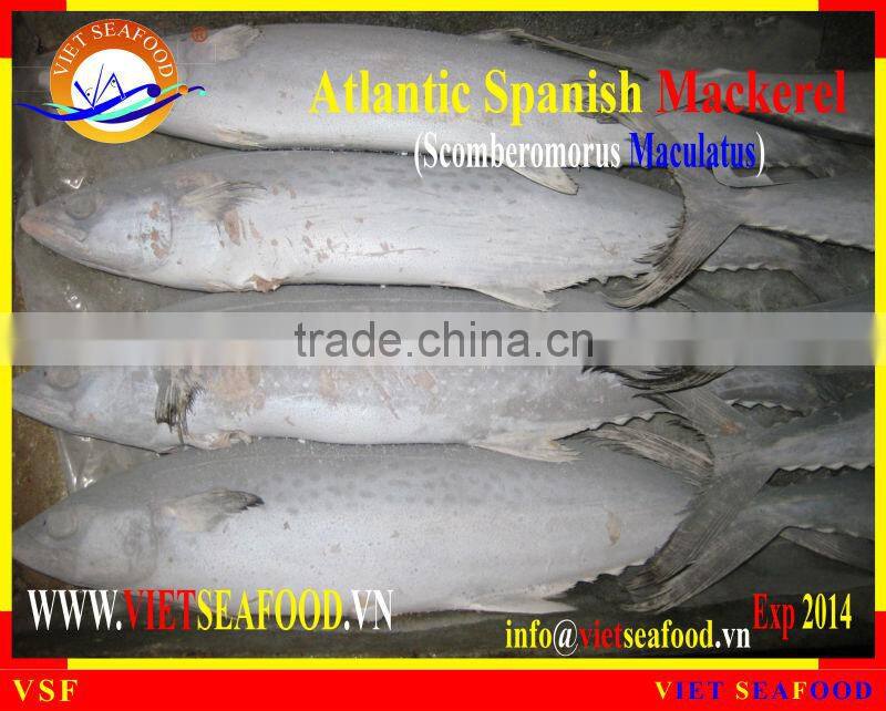 FROZEN ATLANTIC SPANISH MACKEREL W/R