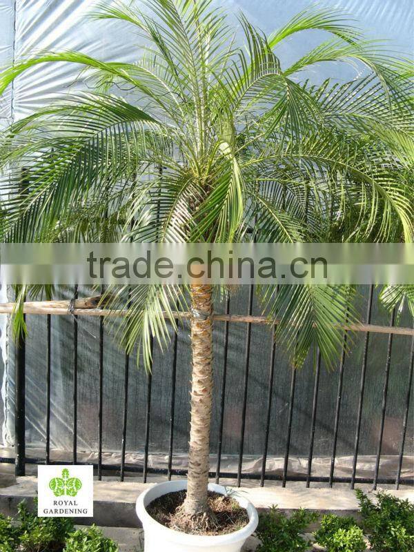 Phoenix roebelenii Palm Tree Wholesale high 1.3-3m