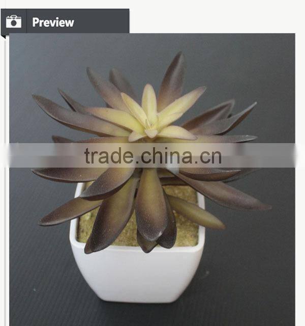 Cutest succulent plants wholesale mini tropical plants