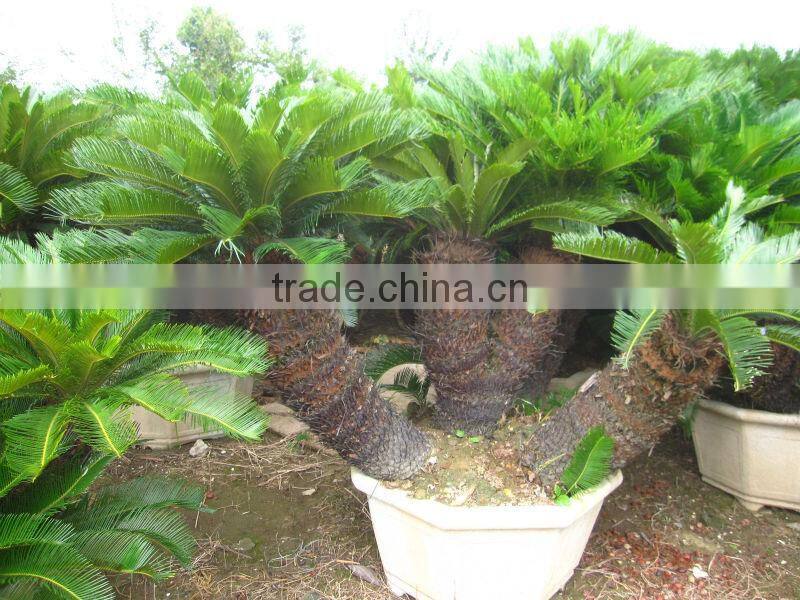 cycas revoluta multi-heads potted and rooted