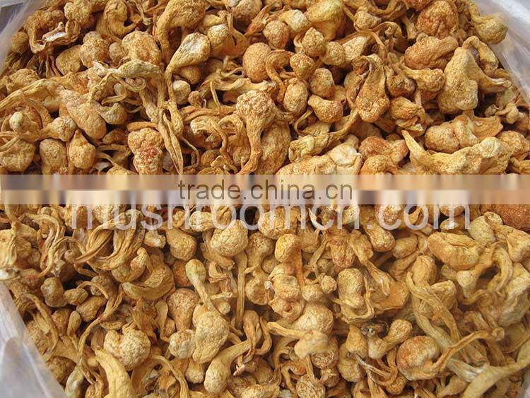 Dry Whole Cordyceps Benefits for Material