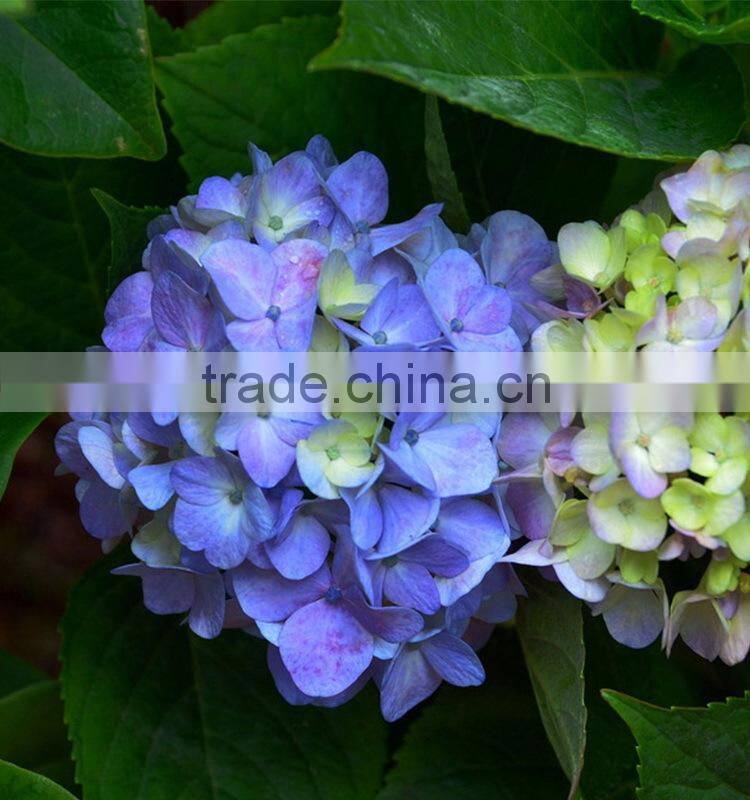 Super quality hotsell real look hydrangea