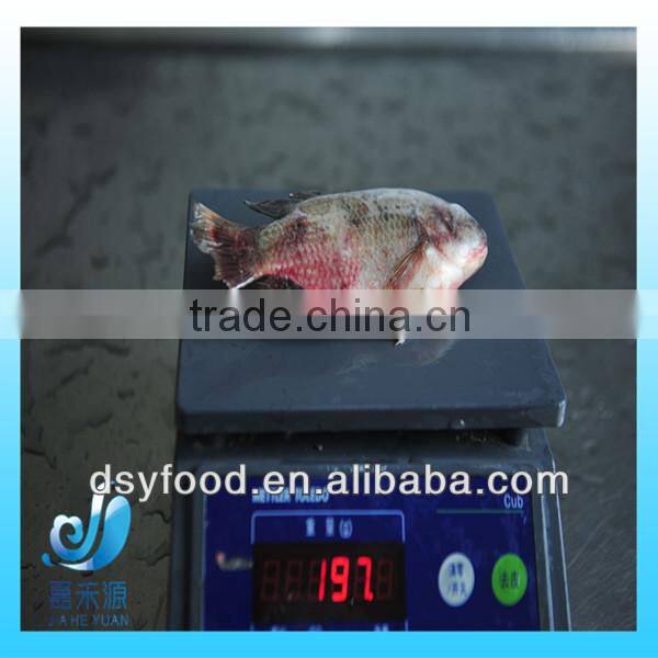 Frozen fresh small whole round red tilapia