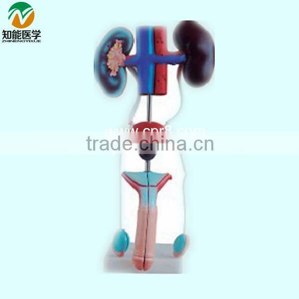 Male urogenital system anatomical model BIX-A1063