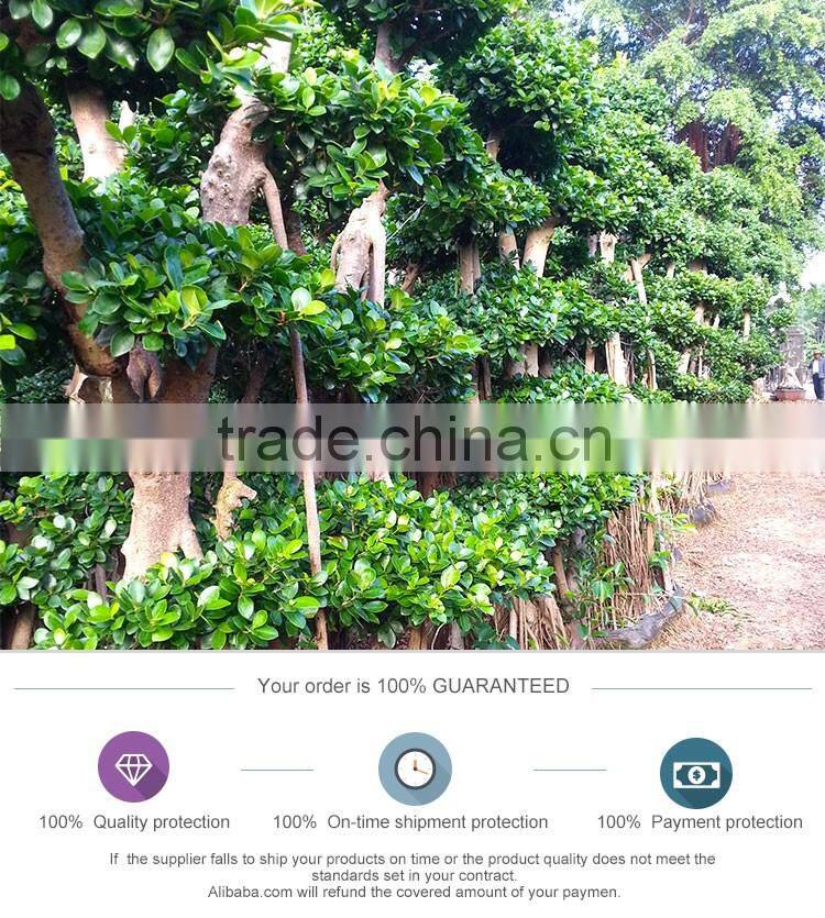 unique large bonsai tree for sale