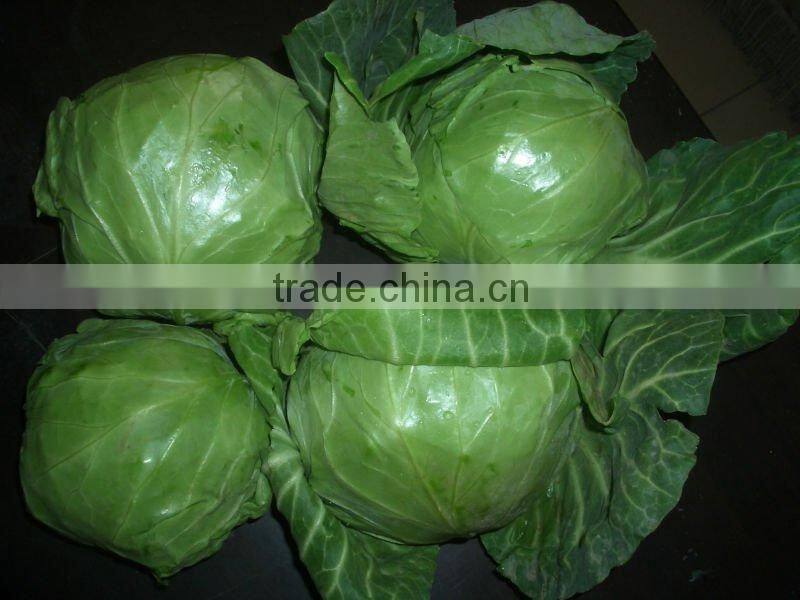 round chinese fresh cabbage (good quality)