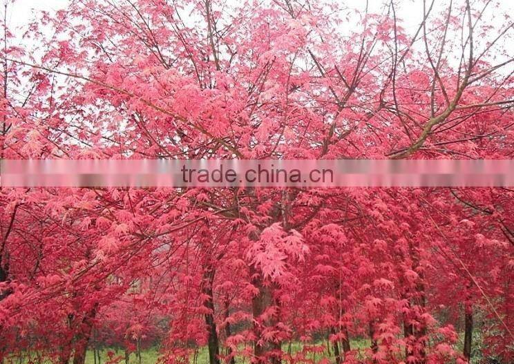 Acer rubrum /Acerpalmatum/Japanese Maple tree seeds for planting