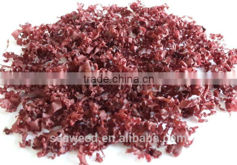 Red Alga(Manufacturer)