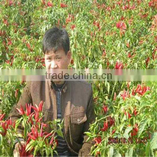 china hot sale hot pepper harvesting machine/grain collector/cutter-rower