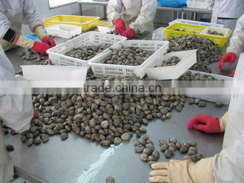raw frozen short necked clam