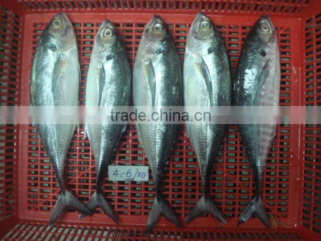 Horse Mackerel fish size 4/6