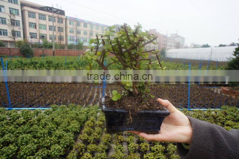 Portulacaria afra ( Jade plant) bonsai ball shape