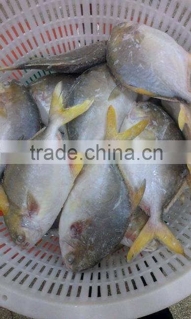 fresh pomfret with good frice