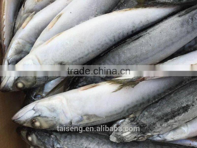 Asmak Frozen Seafood Whole Round Saba mackerel