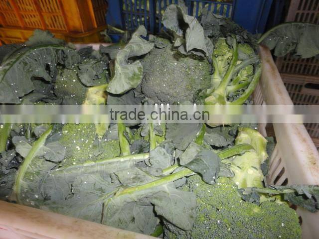 Chinese Fresh Green Broccoli
