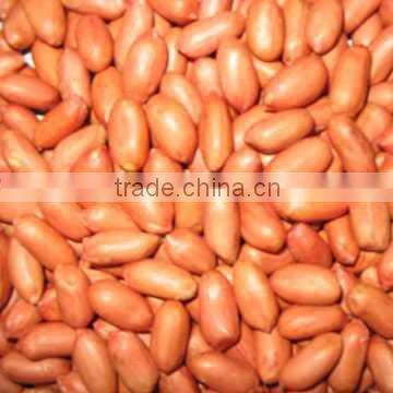 top quality raw washed peanut in in shell