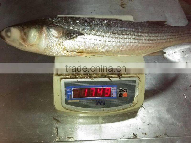 land frozen grey mullet whole round with size 1500-2000g