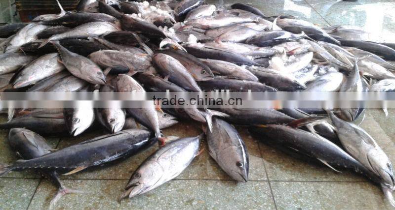 yellow fin tuna frozen seafish
