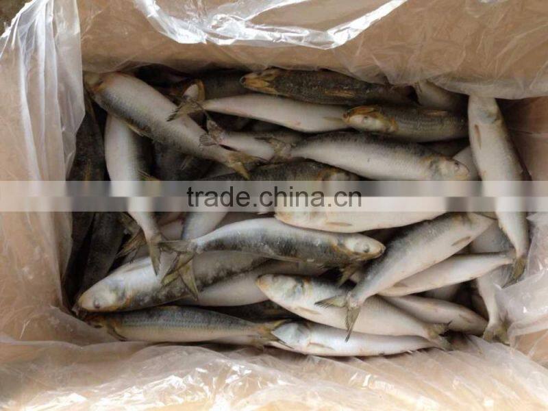 cheap sea frozen sardine fish