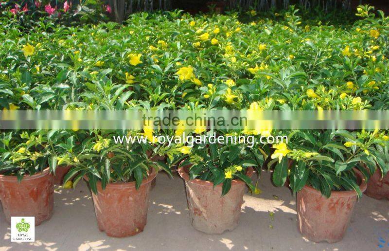 Allamanda cathartica