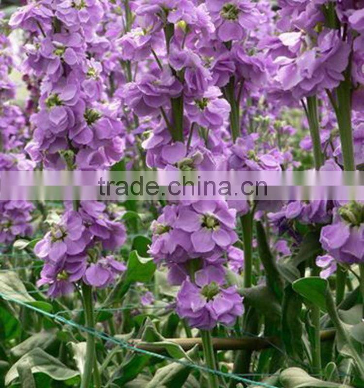 Fresh cut useful cut violet flower