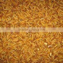 wholesale dried mealworm with 7% Moisture manufacturer