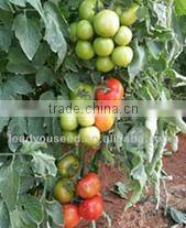 CF48 Genius 48 days extra early maturity hybrid white cauliflower seeds