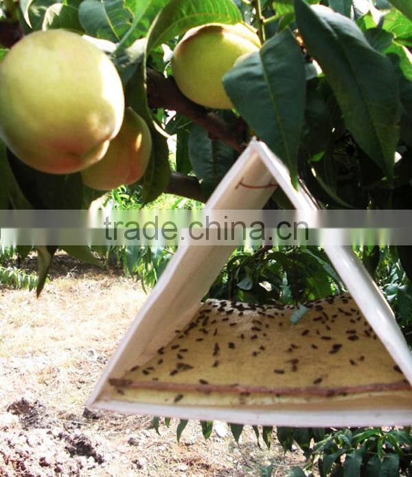 Pheromone Lure for Tryporyza incertulas and trap set