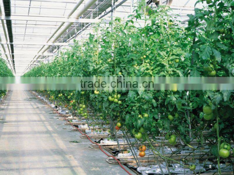BaoLiDa Galvanized framework Greenhouse PE film greenhouse