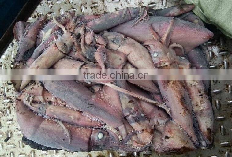 Frozen Black Squid (Todarodes Pacificus)