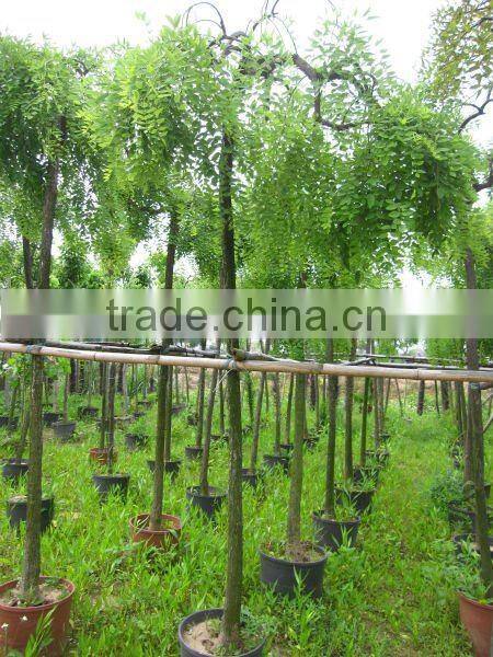 Sophora japonica landscaping plants