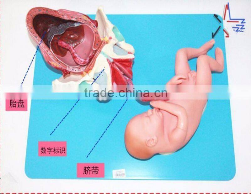 Training model of fetal production process in the model of term fetus