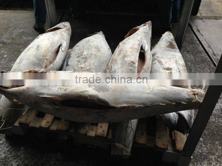 frozen whole yellowfin tuna