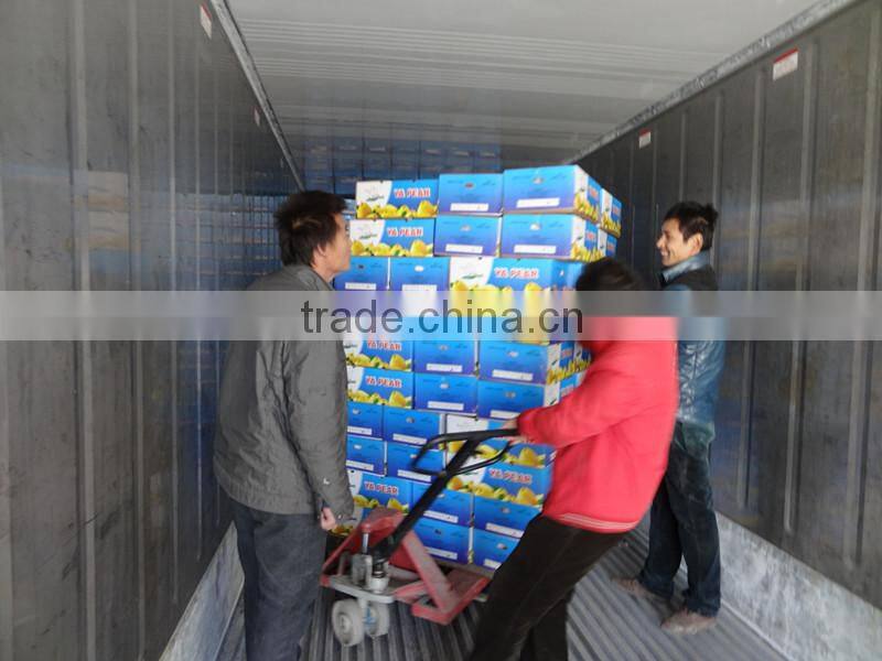 Fresh pears/New fresh ya pear/Fresh ya pear