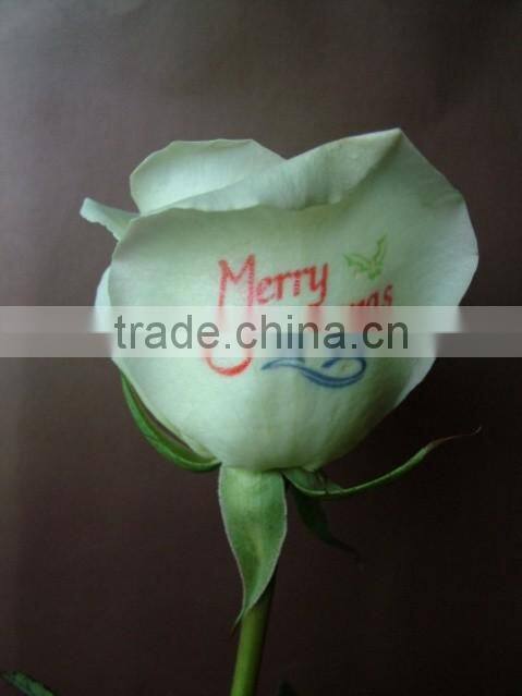 Electric Power Supply and Digital Flower printer