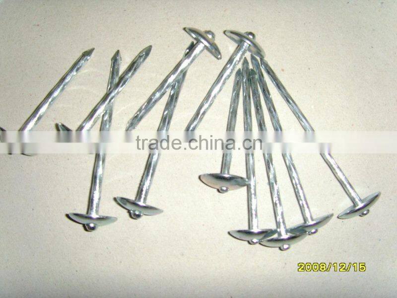 Galvanized roofing nails with umbrella head to African Market