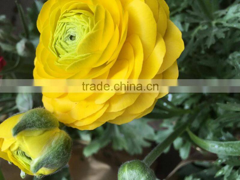 2016 first class yellow flower peony for wholesale