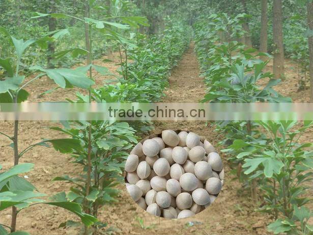 High Quality Ginkgo biloba seed for sowing