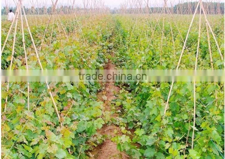 Easy survival putao shu:The grape seedling