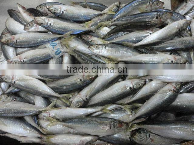 good quality frozen horse mackerel fish