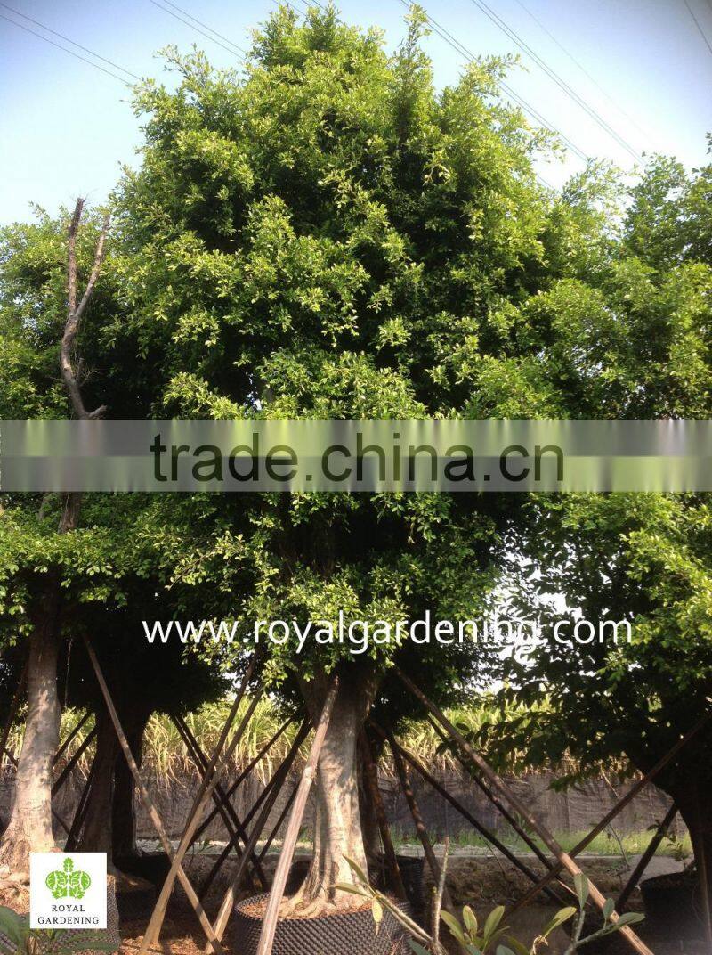 Ficus nitida dia 5-20cm,high 3-5m