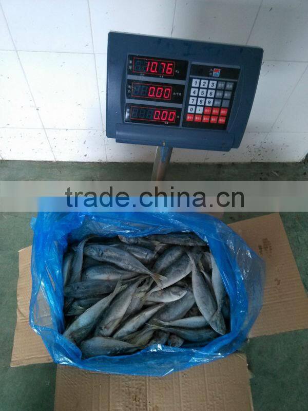 frozen horse mackerel fish