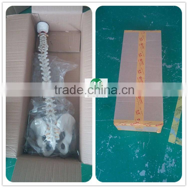BIX-A1009 Life-Size vertebral column ,spine with pelvis model