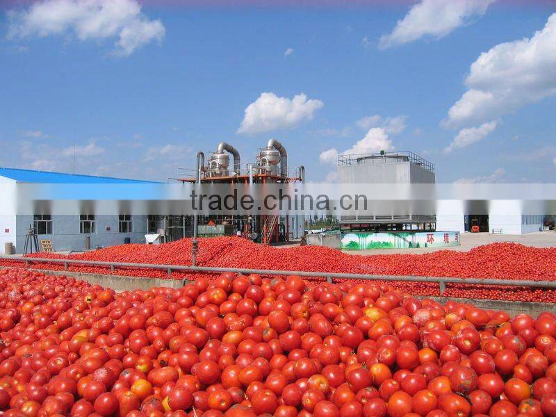 Tinned tomato paste with double concentrate brix 28-30%