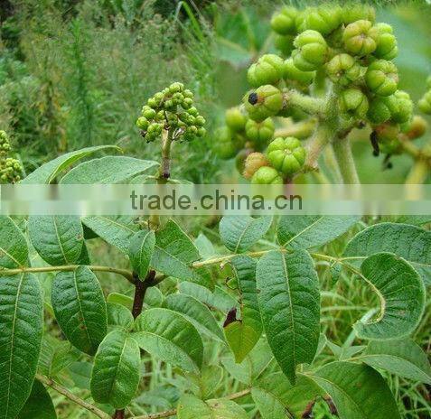 GMP Factory Supply Natural Evodia Rutaecarpa Fruit Extract