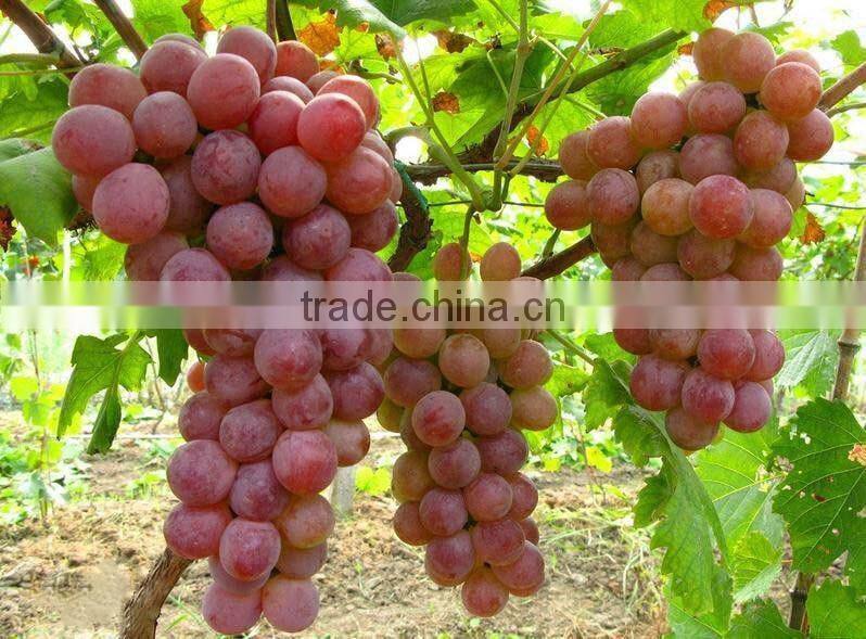 hot sale grape honey syrup