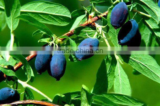 Plant Extraction Manufacturer Hot-selling Lonicera Caerulea Powder Extract with Anthocyanindins 15% by UV Test method